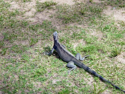 Iguana St Thomas 2009